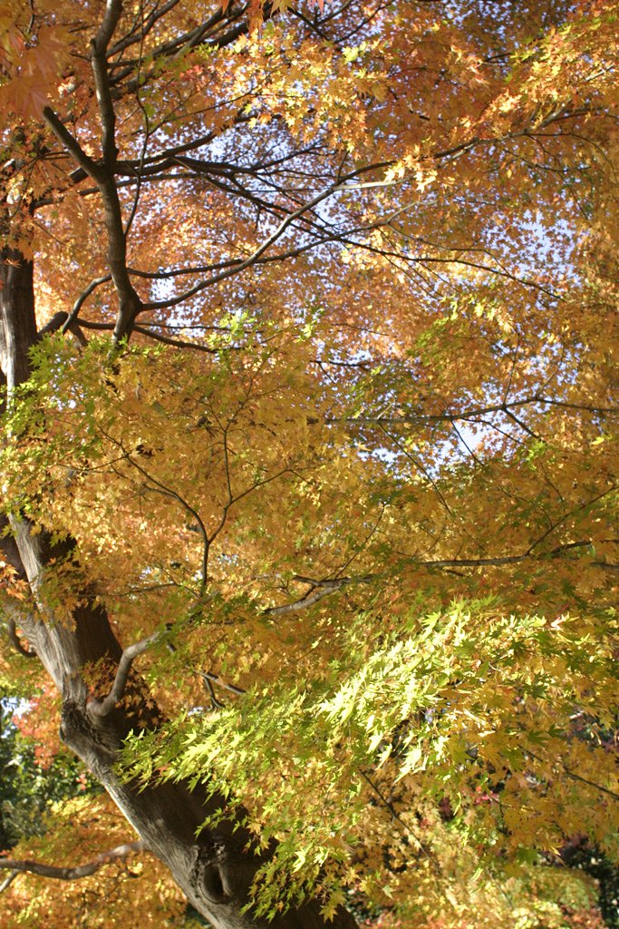 都心の紅葉２＜六義園