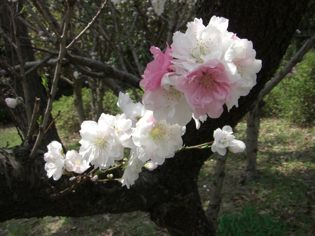 豪華なお花