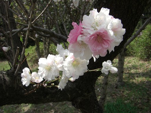 豪華なお花