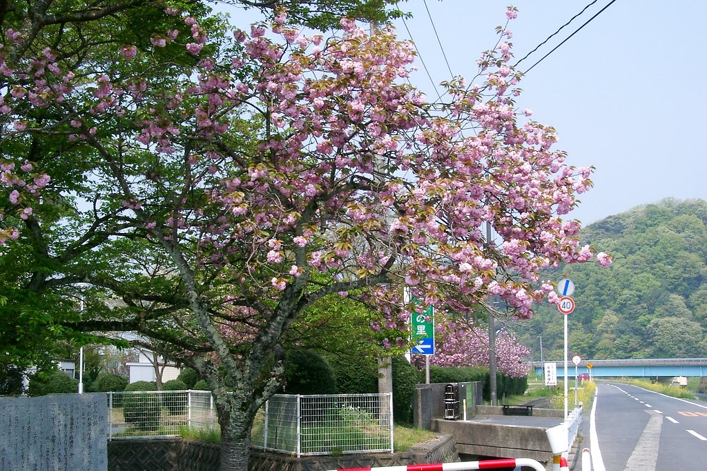 元簡保の宿岩井の遅咲き八重桜ー２