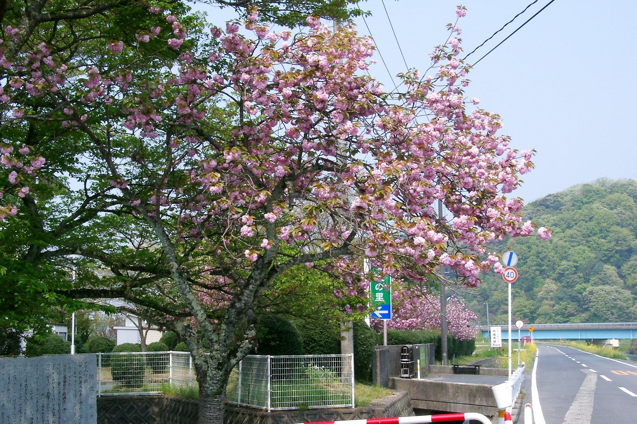 元簡保の宿岩井の遅咲き八重桜ー２