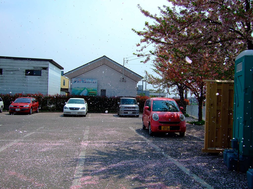 櫻吹雪・・・