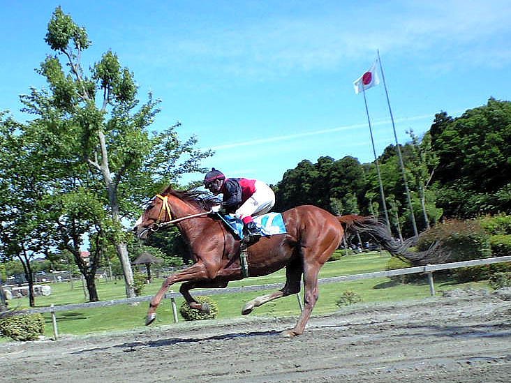 【植】　草競馬