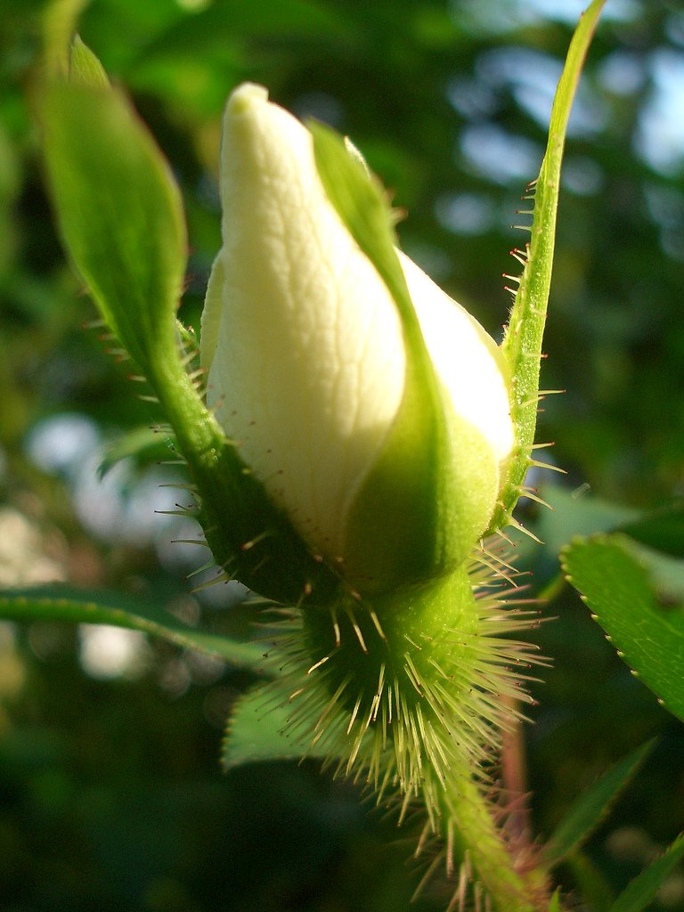 まだ・蕾です