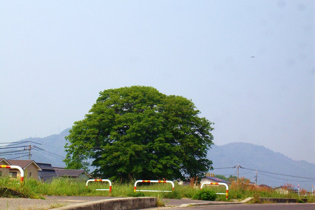 楠も