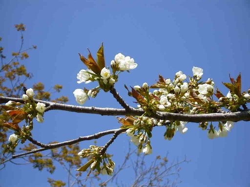 【植】桜