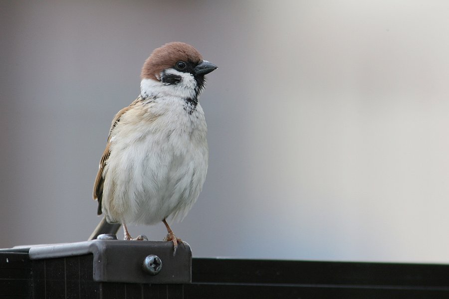 春はどっち？　こっち？