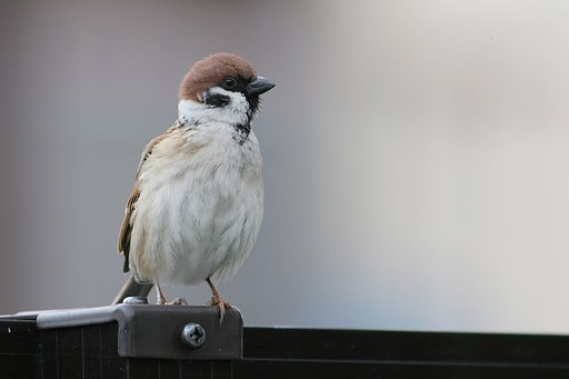 春はどっち？　こっち？