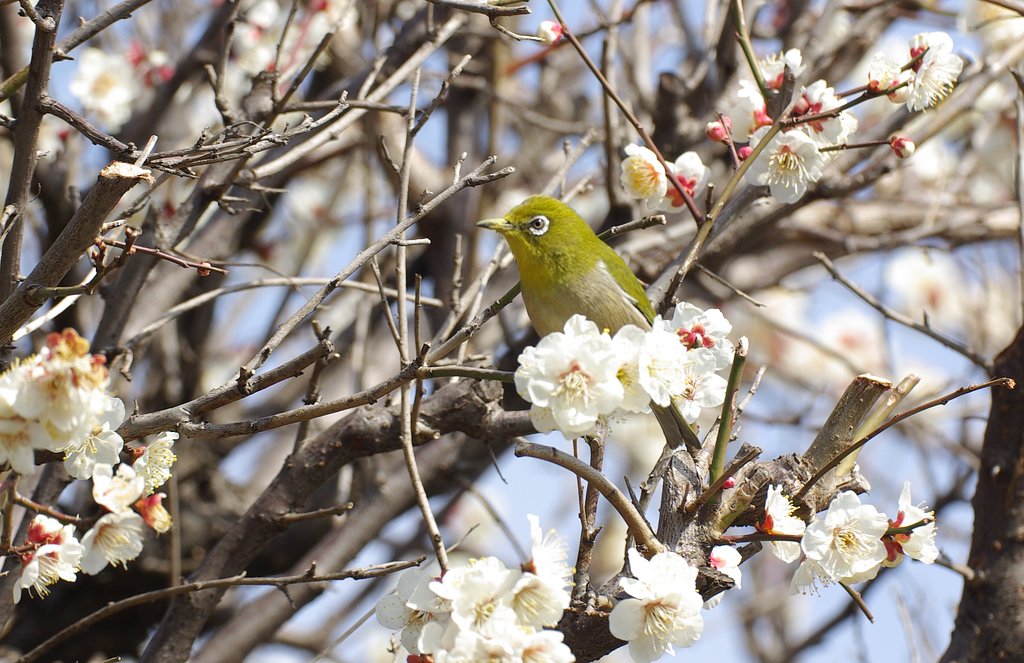 蜜に囲まれて
