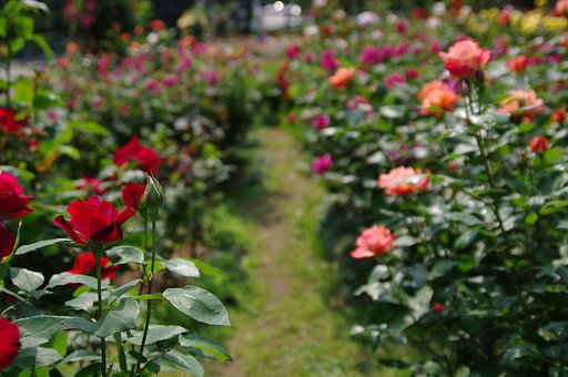 薔薇の散歩道
