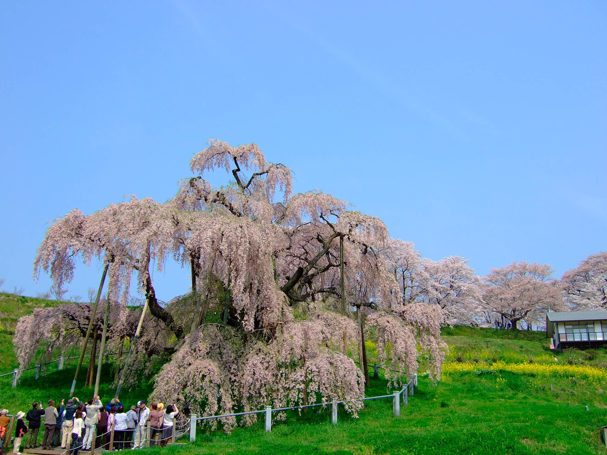 滝桜・・・
