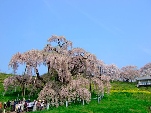 滝桜・・・