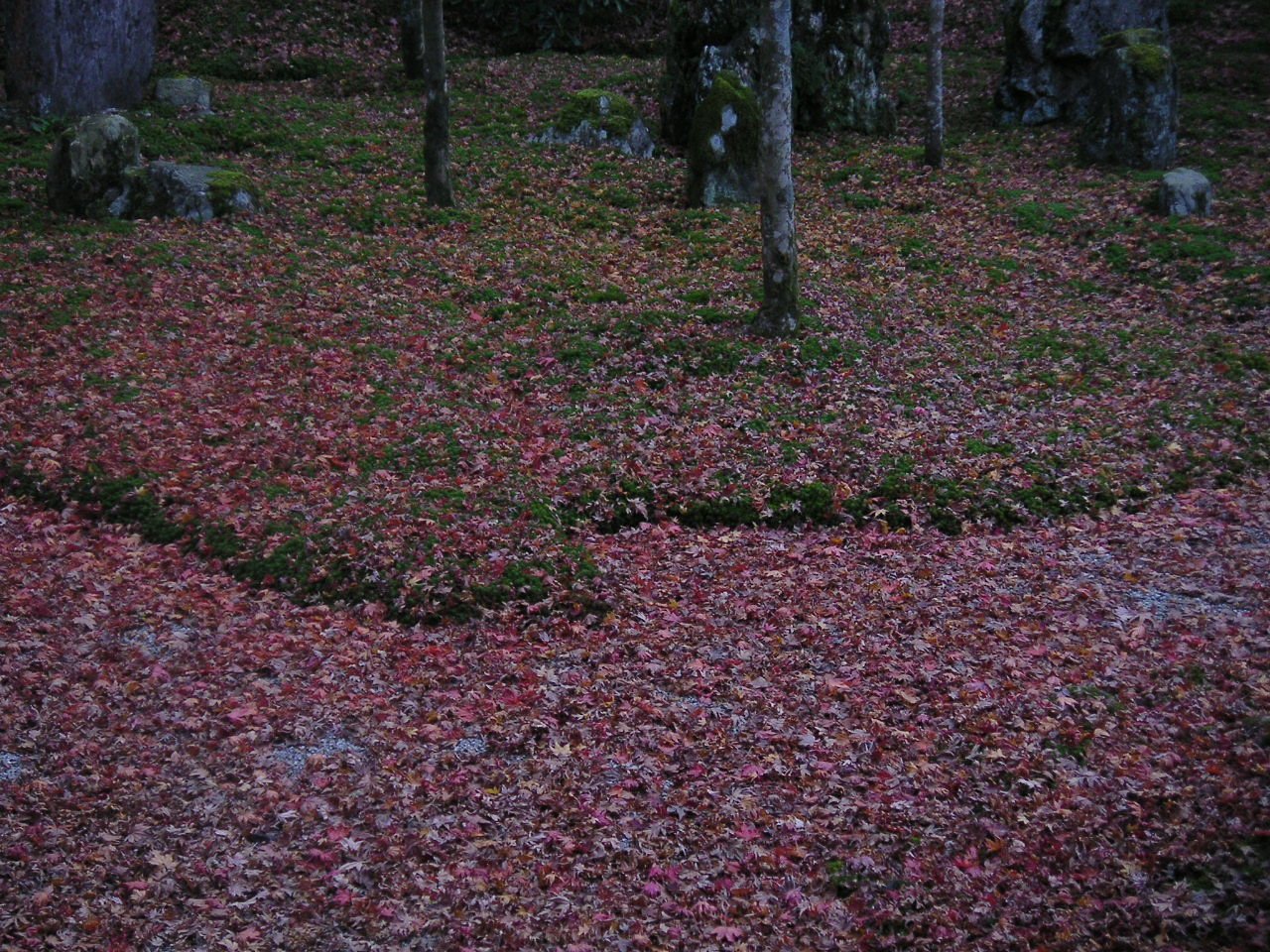 散紅葉