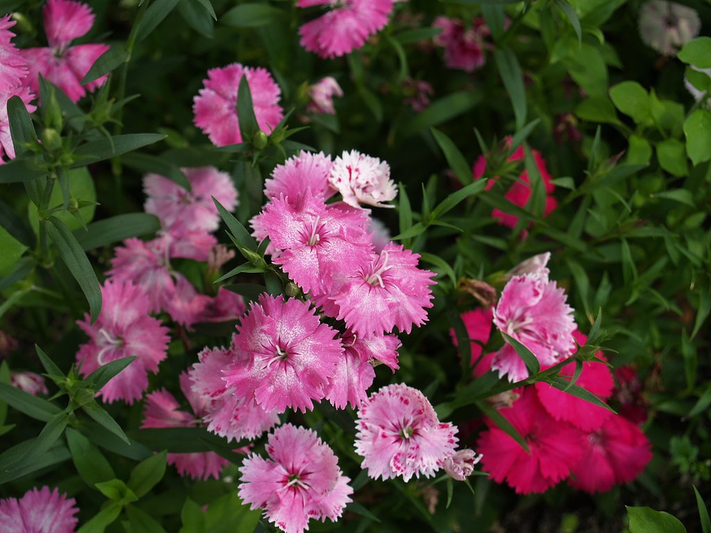 ぽかぽか陽気でお花があちこちに