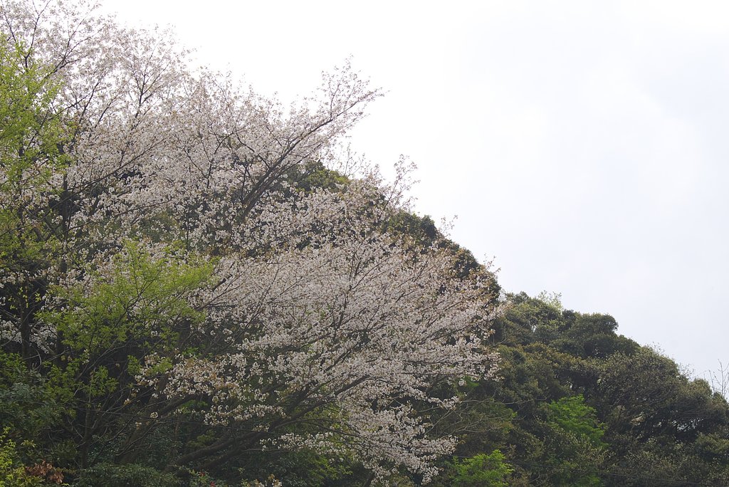 今年最後の遅咲き山桜です。