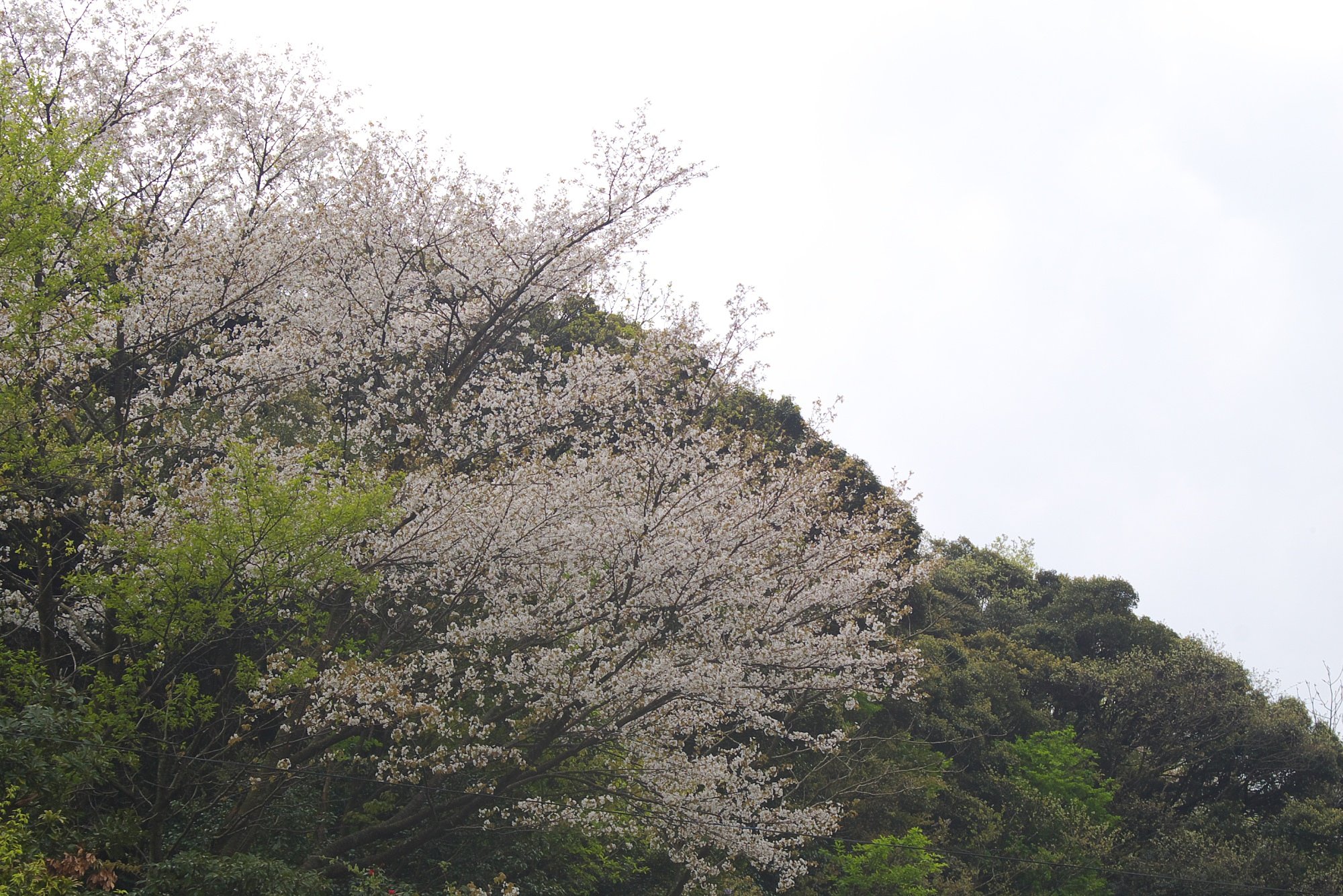 今年最後の遅咲き山桜です。