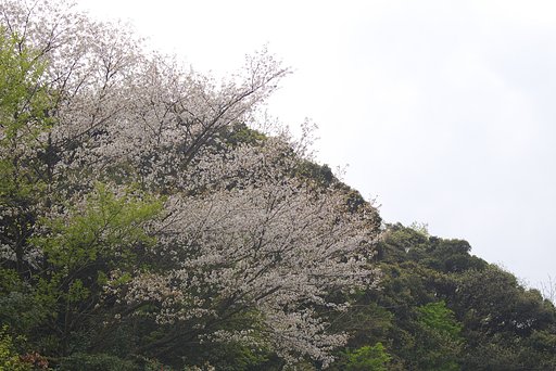 今年最後の遅咲き山桜です。