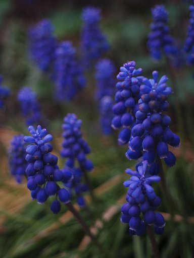 雨の一日ムスカリの森