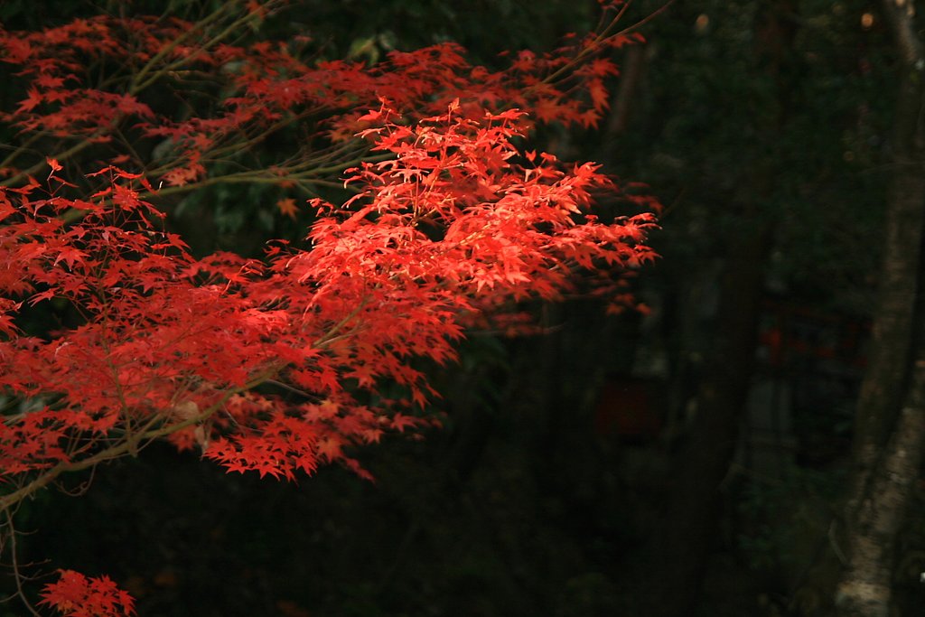 [赤]紅葉
