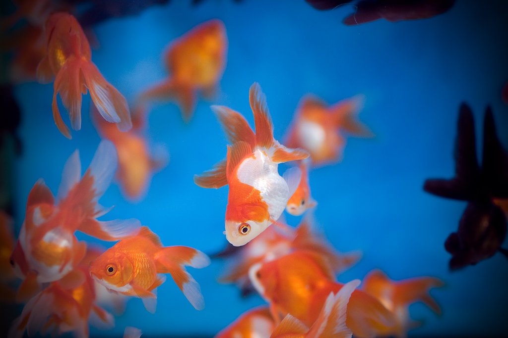 水中に舞う花