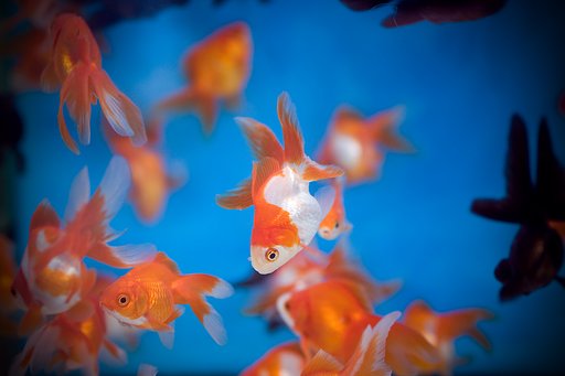 水中に舞う花