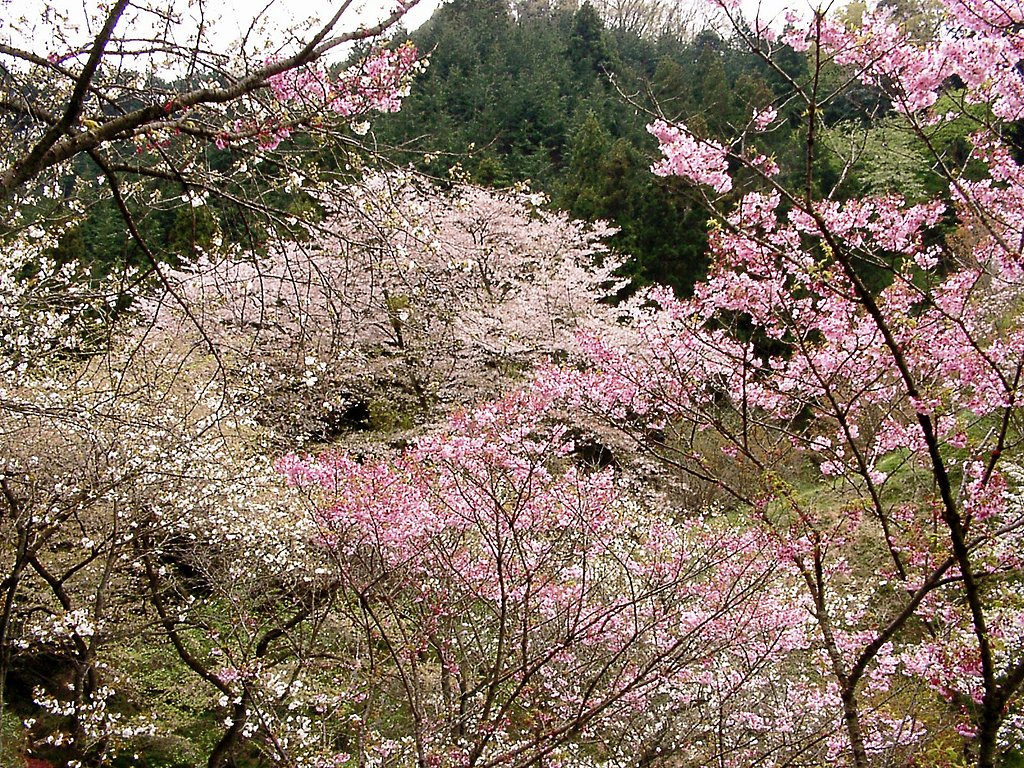 春色スケッチ （39）  サクラ-33