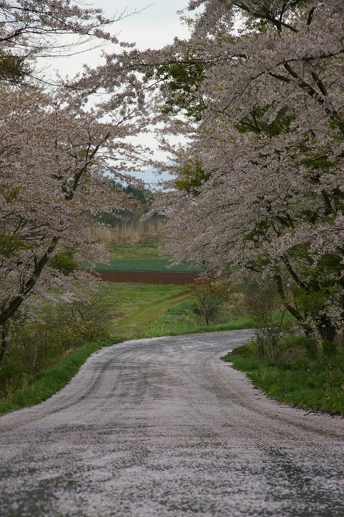 桜絨毯