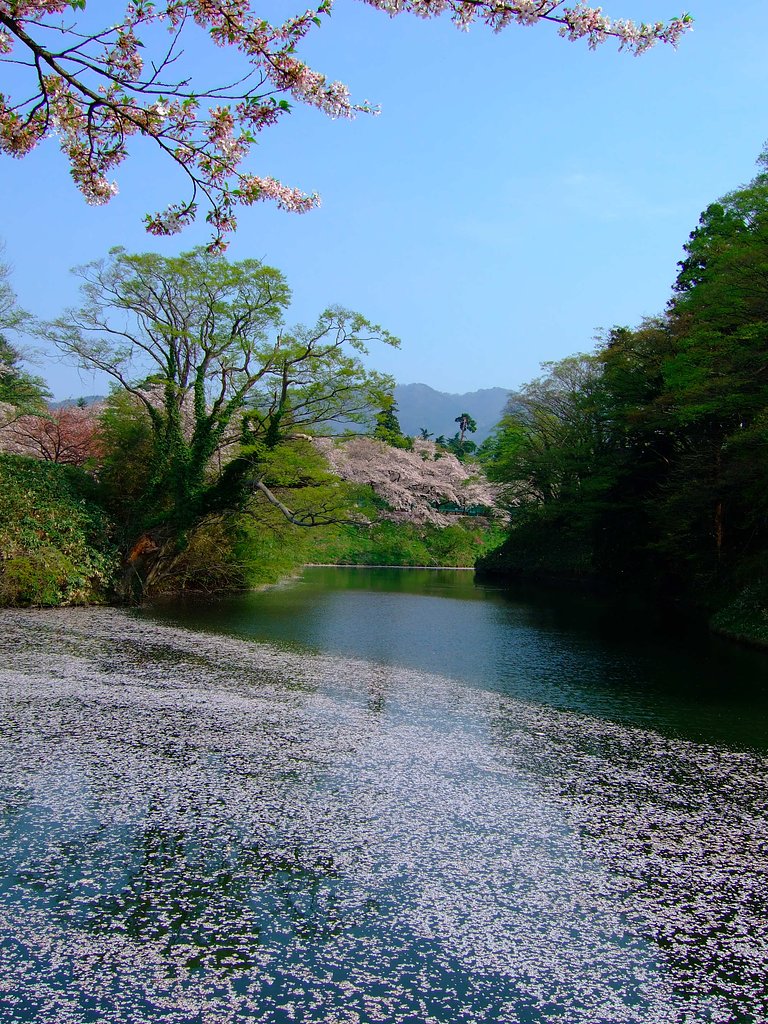 散り行く・・・