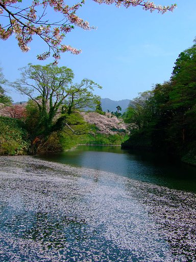 散り行く・・・