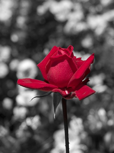 【赤】薔薇