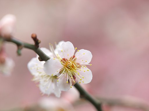 梅・・・