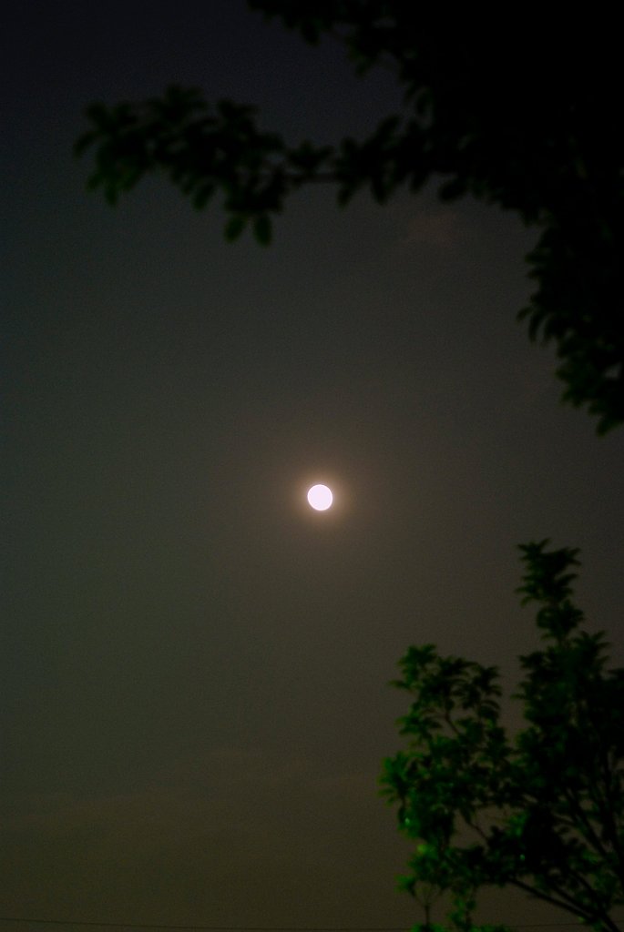 「植」来年の今月今夜のこの月を