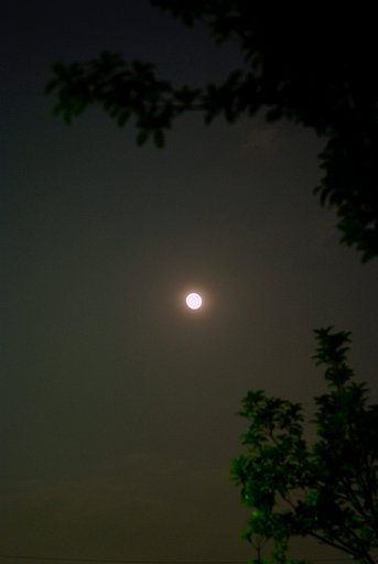 「植」来年の今月今夜のこの月を
