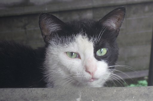 【Silver】遠縁の野良【銀黒猫】