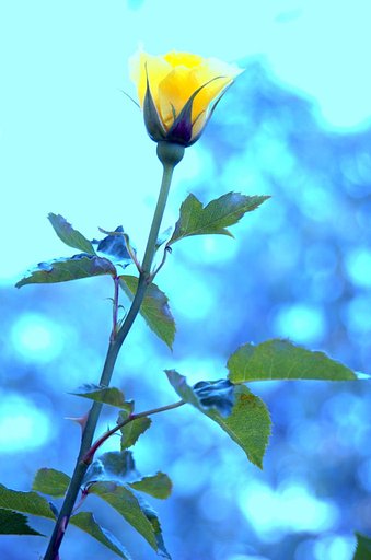 黄昏の薔薇