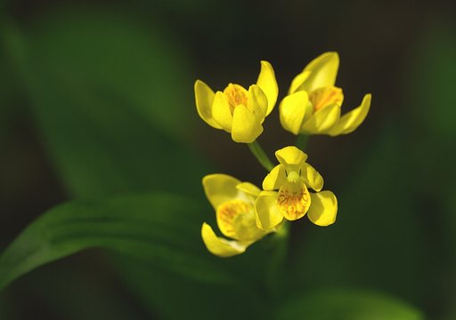 森の片隅で黄金色に輝く