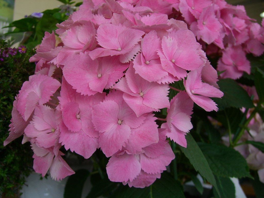売り場の花-4　西洋紫陽花