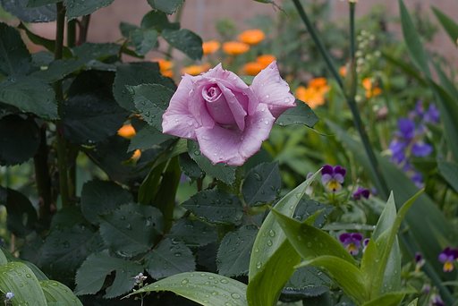 「植」宇宙じゃなく雨後の薔薇