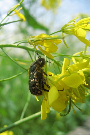 【緑】風大荒れの日