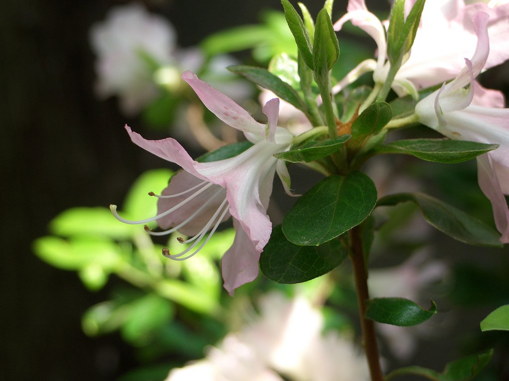 庭の花①