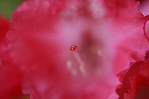 花の女王さま