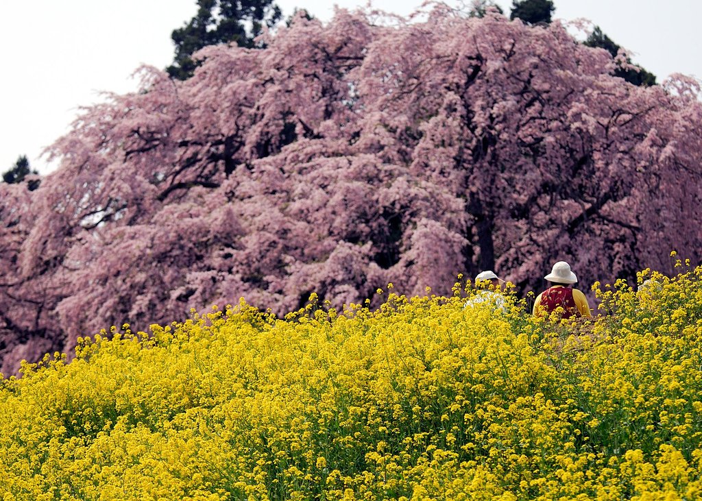 合戦場の枝垂桜