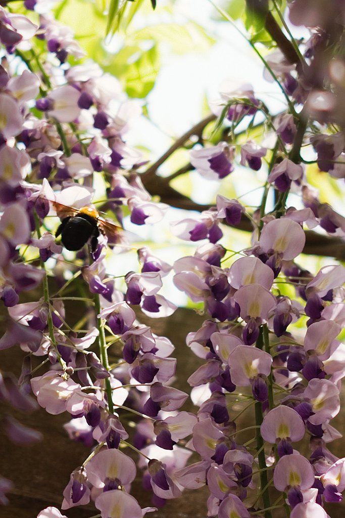 「緑」藤の花粉集めに忙しいマルハナバチ