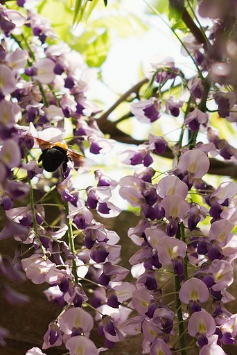 「緑」藤の花粉集めに忙しいマルハナバチ