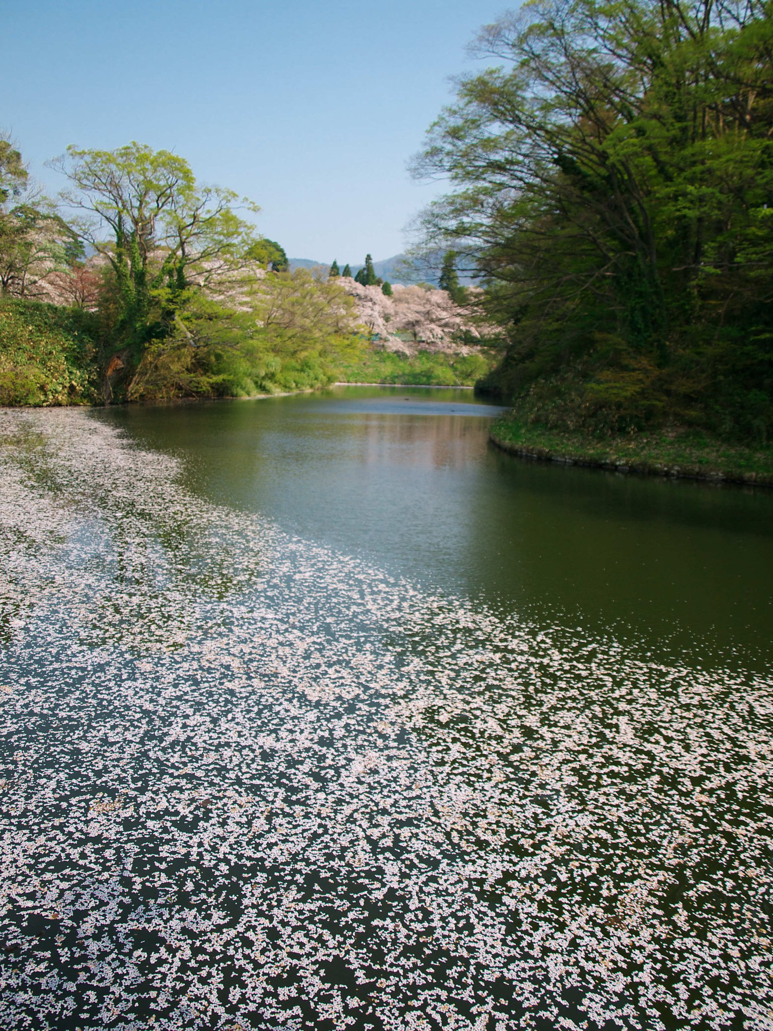 花びら・・・