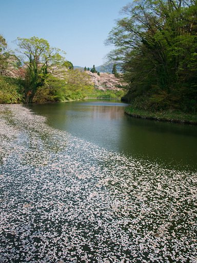 花びら・・・