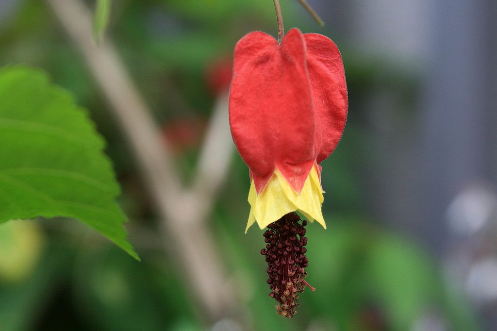 四季の花