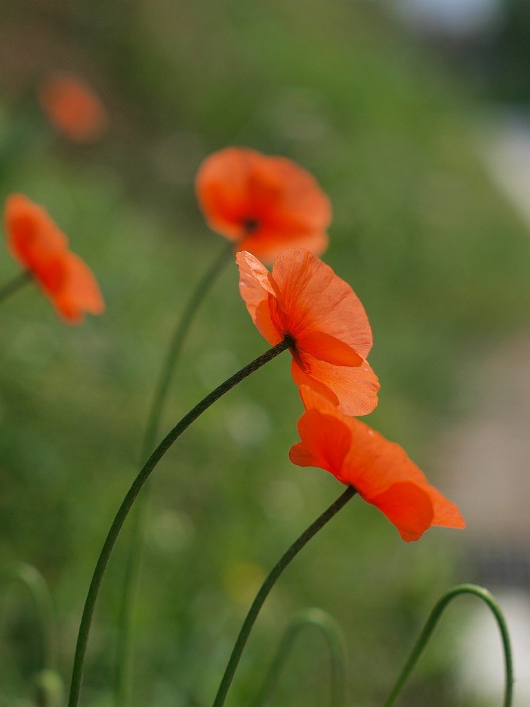 ケシの花