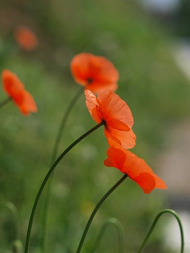 ケシの花