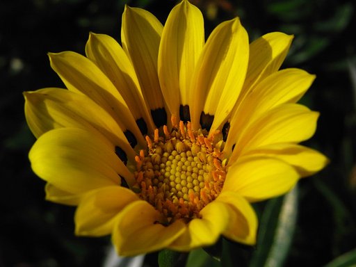 なんの花？？？